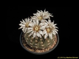 Gymnocalycium riojense ssp. platygonum 302